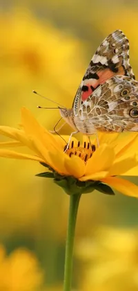 This phone wallpaper boasts a stunning image of a butterfly perched atop a yellow flower that takes center stage