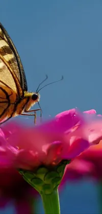 This phone live wallpaper features a lifelike butterfly sitting on a pink flower