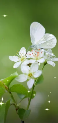 This phone live wallpaper depicts a serene scene of a white butterfly resting on a white flower