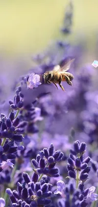 bee  Live Wallpaper
