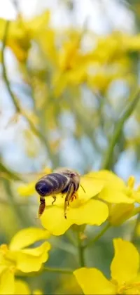 This phone live wallpaper features an image of a bee sitting on a yellow flower - a stunning and cheerful depiction of nature