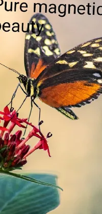This phone live wallpaper depicts a stunning macro photograph of a butterfly resting on a flower