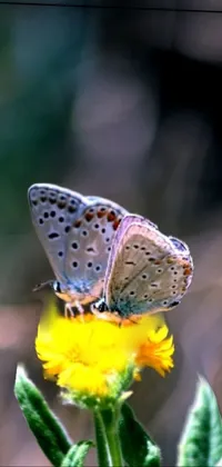 Butterfly and flower Live Wallpaper