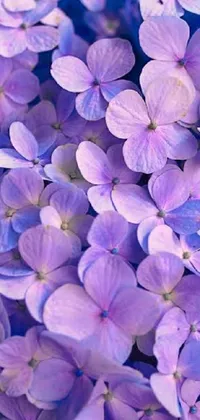 This live phone wallpaper features a stunning close-up of purple hydrangea flowers