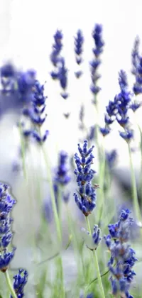 This beautiful live wallpaper features a close up of lavender flowers, perfect for anyone seeking a touch of romance and tranquility on their phone screen