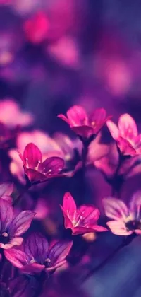 This vibrant phone live wallpaper is perfect if you enjoy bright pink purple hues and love flowers