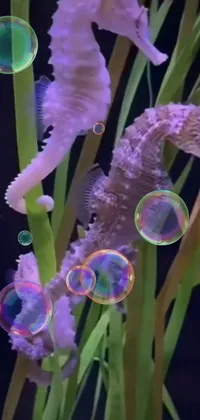 This phone live wallpaper features a detailed close-up of a sea horse in an underwater setting, surrounded by other sea creatures like sea butterflies and fish