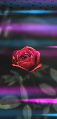 Flower Plant Purple Live Wallpaper