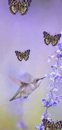 This exquisite live wallpaper for your phone displays a breathtaking image of a hummingbird hovering over a cluster of purple flowers