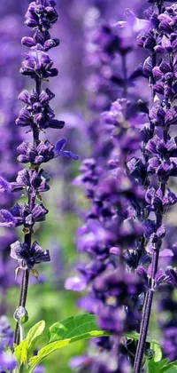 This phone live wallpaper showcases a stunning field of vibrant purple salvia flowers swaying peacefully in the wind, accented by lush green leaves