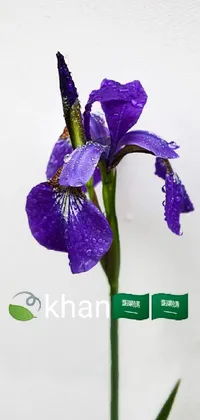 Flower Plant Purple Live Wallpaper