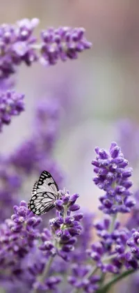 This live wallpaper for phones features a splendid butterfly resting on a pink flower in a vast field of lavender during springtime