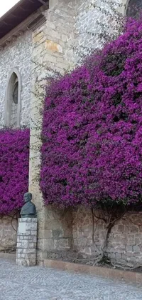 This phone live wallpaper features a stunning image of a building adorned with a plethora of purple flowers