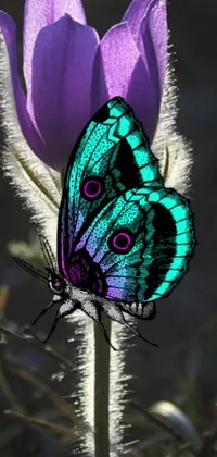 This vibrant live wallpaper for your phone features a stunning butterfly resting on a purple tulip flower