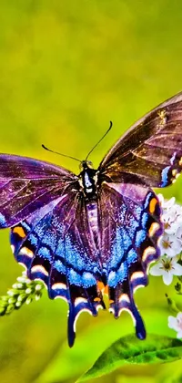 Get mesmerized with this stunning colorized live wallpaper featuring a beautiful butterfly on a flower