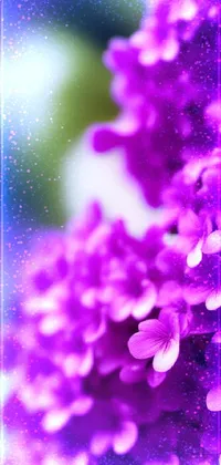 Looking for a visually stunning phone live wallpaper that showcases the beauty of nature? Look no further than this gorgeous macro photograph of a bunch of purple flowers