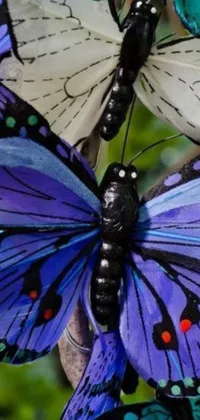 This live phone wallpaper features a close-up view of beautiful, lifelike butterflies painted in a captivating black, white and purple color scheme
