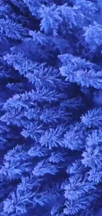 This cobalt-hued live wallpaper captures microscopic details of snow-covered trees