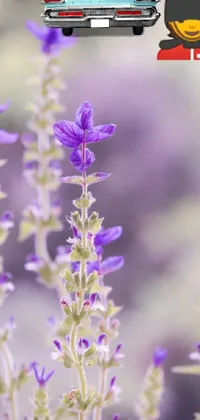 Flower Plant Purple Live Wallpaper