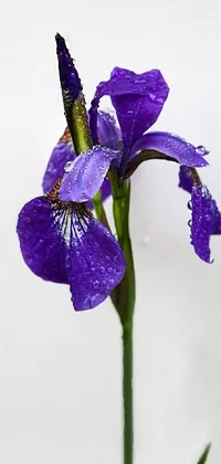 This stunning live wallpaper for your phone features a beautiful purple flower with glistening water droplets on its blue iris petals
