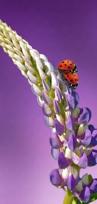 Upgrade your phone wallpaper with this stunning live wallpaper featuring a charming ladybug sitting on a beautiful purple flower