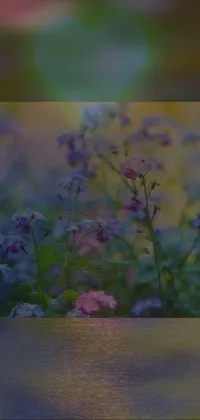 This phone live wallpaper showcases a beautiful arrangement of purple flowers on a table, accompanied by a picture frame displaying a forest scenery with blue flowers