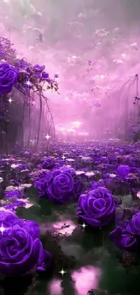 This phone live wallpaper features a field of exquisite purple roses set against a cloudy backdrop