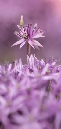 This phone live wallpaper features a detailed macro photograph of a pink seven-pointed flower
