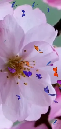 This live wallpaper for your phone showcases the beauty of an almond blossom