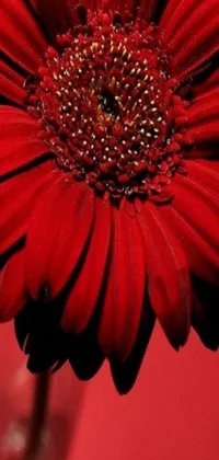This phone live wallpaper features a captivating close-up of a bright red flower in a vase, set against an elegant banner-style design