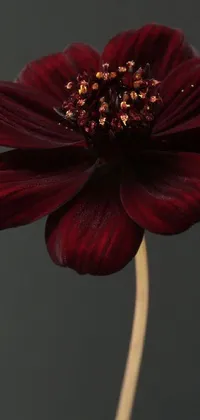 The phone live wallpaper showcases a vibrant close-up of a flower with a dark red and black color palette