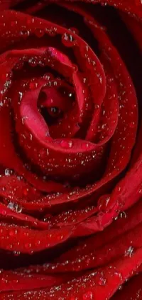 This mobile wallpaper depicts a highly-detailed crimson red rose, captured in a stunning close-up with water droplets