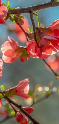 This phone live wallpaper depicts pink flowers on a tree glowing red on a blue skies background, with white clouds drifting past