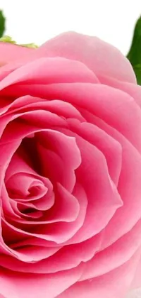This live phone wallpaper showcases a close-up view of a stunning pink rose and green leaves in the background