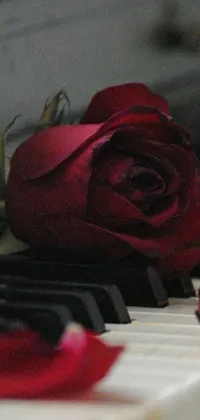 Rose Piano Wallpaper