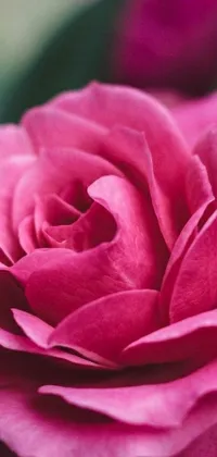 This live phone wallpaper features a stunning close-up view of a pink rose with green leaves