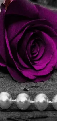Enchant your phone screen with this purple rose live wallpaper