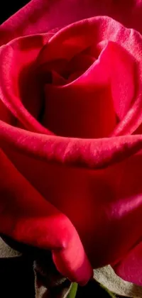 This wallpaper boasts a stunning close-up of a crimson rose, with a plain black backdrop
