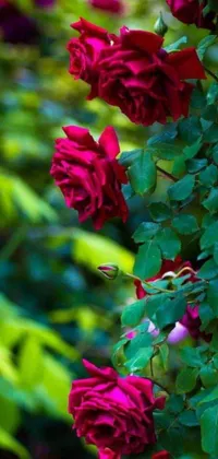 This phone live wallpaper showcases a striking close-up of red roses on a nature-themed background