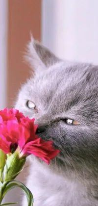 This phone live wallpaper showcases a breathtaking image of a cat examining a pink carnation flower in close-up