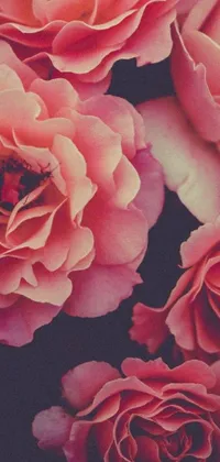 This phone live wallpaper features a bunch of elegant pink roses sitting on a table in front of a vintage soft grainy background