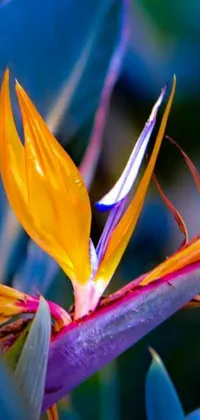 This phone live wallpaper features a stunning close up of a bird of paradise flower, famous for its exotic and intricate shape