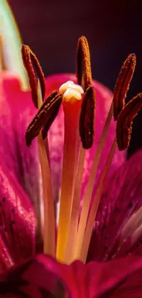 This phone live wallpaper features a stunning macro photograph of a rubrum lily in a vase