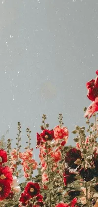 Looking for a beautiful live wallpaper to spice up your phone's home screen? Look no further than this stunning design featuring a field of vibrant red flowers set against a serene blue sky