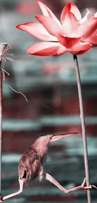 This phone live wallpaper showcases a captivating digital rendering of a bird perched on a stick beside a vibrant red flower, captured through the lens of infrared art photography