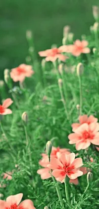 This stunning phone live wallpaper showcases a group of gorgeous pink flowers perched atop a lush and vibrant green field
