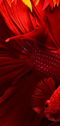 This phone live wallpaper boasts a stunning image of a hyperrealistic red betta fish set against a background of lush green leaves
