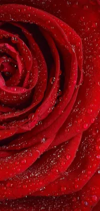 This phone live wallpaper showcases a striking, close-up image of a red rose with translucent water droplets