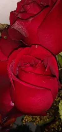 This live wallpaper showcases a stunning image of vibrant red roses in a close-up half-body shot, shot from the side