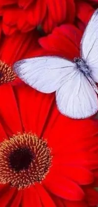 This stunning live wallpaper showcases a romantic piece of artwork depicting a white butterfly perched on a vibrant red flower
